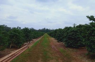 Coffee Farm Juja